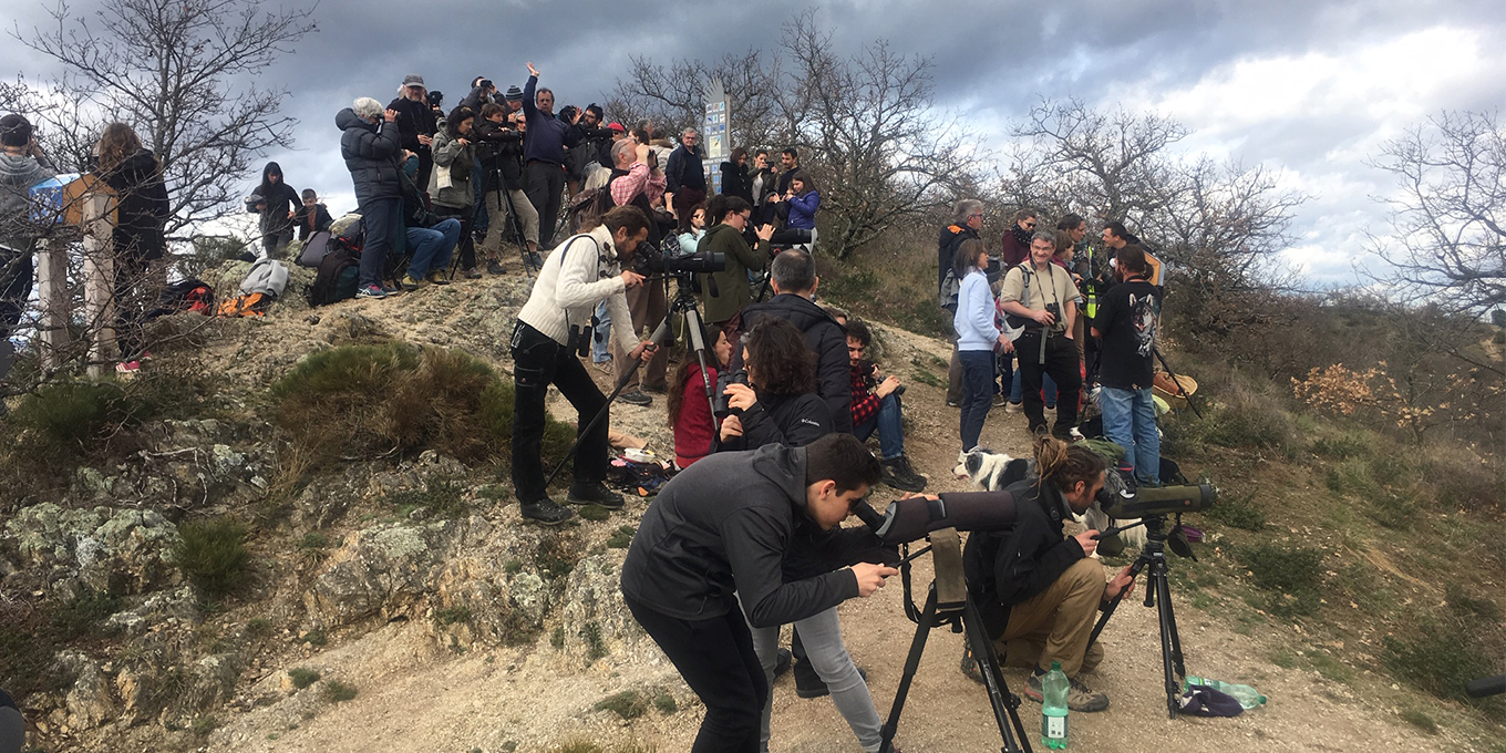 Observation de la migration à Pierre Aiguille